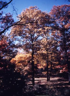 Quercus rubra (northern red oak), habit