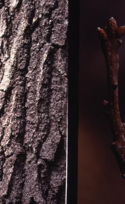 Quercus rubra (northern red oak), bark, twig and buds detail