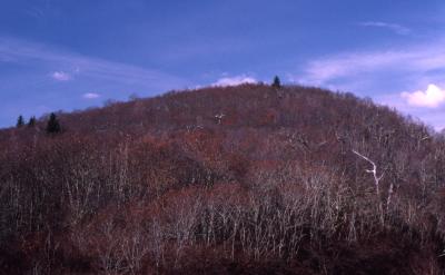 Quercus rubra var. ambigua (northern red oak), bare trees on hill