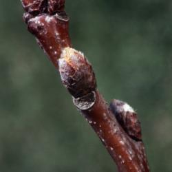 Quercus rubra (northern red oak), twig and buds detail