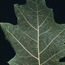 Quercus rubra (northern red oak), leaf detail