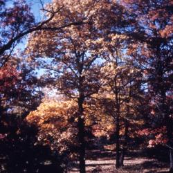 Quercus rubra (northern red oak), habit