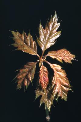 Quercus rubra (northern red oak), new leaves