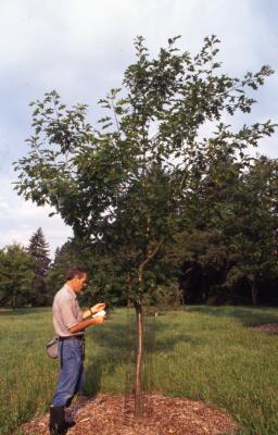 Quercus rubra (northern red oak), habit, summer