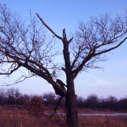Quercus velutina (black oak), damaged tree habit, winter