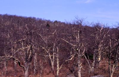 Quercus rubra (northern red oak), bare trees on hill