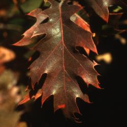 Quercus rubra (northern red oak), russet leaf