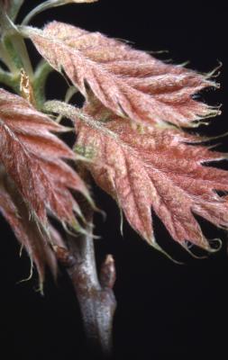 Quercus rubra (northern red oak), new leaves, buds