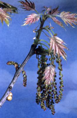 Quercus rubra (northern red oak), twig in bloom