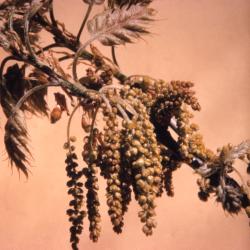 Quercus rubra (northern red oak), emerging catkins and leaves detail