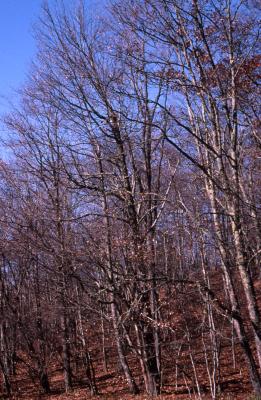 Quercus rubra (northern red oak), mostly bare trees
