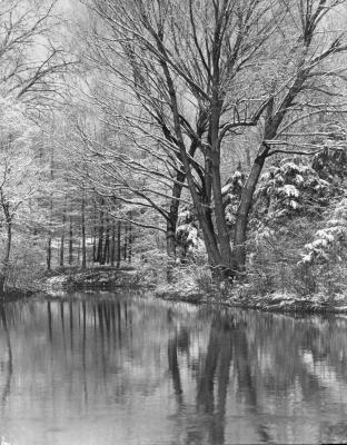 Early Snowfall, The Morton Arboretum