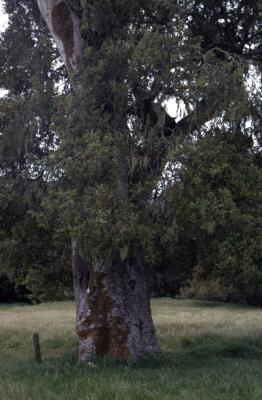 Quercus virginiana (Live oak), branches and trunk