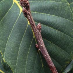 Quercus pontica (Armenian oak), twig with buds and leaf detail