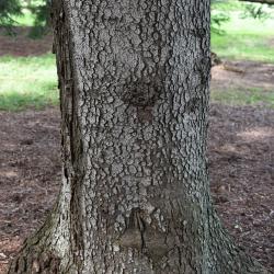 Abies alba (Silver Fir), bark, trunk