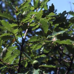 Quercus ×sargentii (Sargent's oak), acorn and leaves 