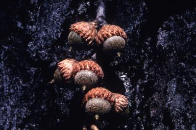 Quercus velutina (black oak), pairs of acorns detail