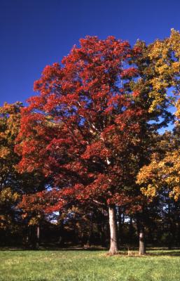 Quercus texana (nuttall's oak), habit, fall