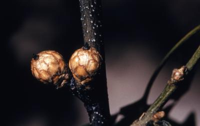 Quercus velutina (black oak), immature acorns detail