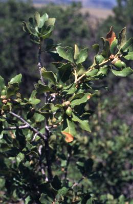Quercus undulata (wavy-leaved oak), leaves and acorns detail
