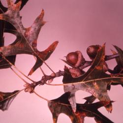 Quercus velutina (black oak), acorns and leaves detail