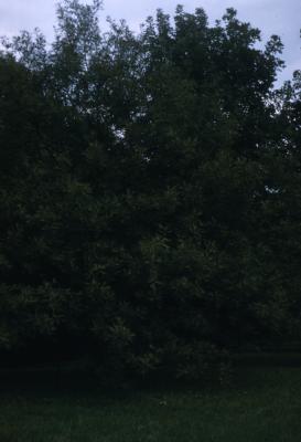 Quercus robur 'Asplenifolia' (Fern-leaved English oak), habit, fall