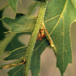 Quercus velutina (black oak), female flowers and leaf detail