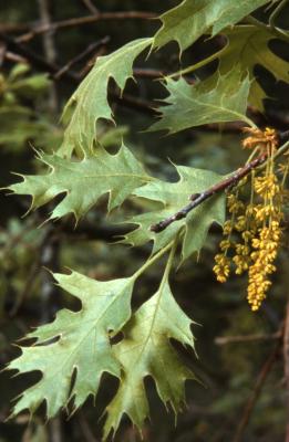 Quercus velutina (black oak), twig in bloom
