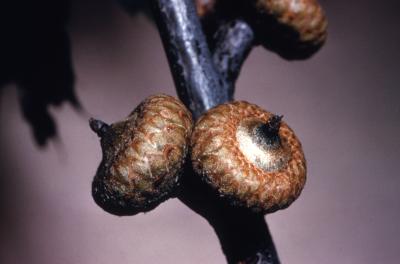 Quercus rubra (northern red oak), acorns