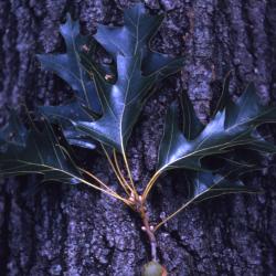 Quercus velutina (black oak), acorn, leaves, bark