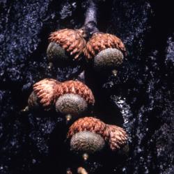 Quercus velutina (black oak), pairs of acorns detail