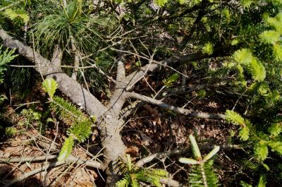 Abies ×arnoldiana 'Poulsen' (Poulsen Arnold Fir), bark, branch