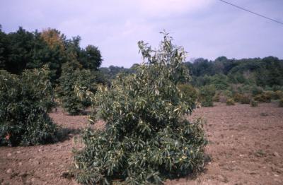 Quercus prinoides (dwarf chinkapin oak), habit, early fall