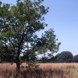 Quercus ×sargentii (Sargent's oak), habit, summer