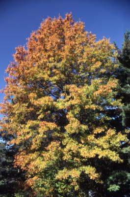 Quercus palustris (pin oak), fall foilage