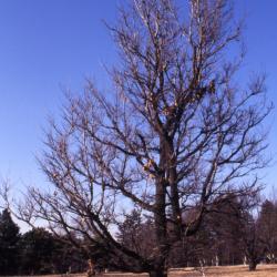 Quercus texana (nuttall's oak), habit, late winter