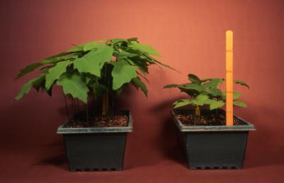Quercus shumardii (Shumard's oak) and Quercus acerifolia (maple-leaved oak), potted seedlings