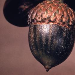 Quercus velutina (black oak), single acorn detail
