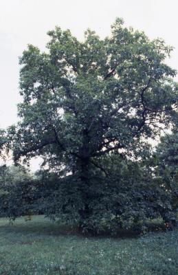 Quercus ×saulii (Saul's oak), habit, early fall