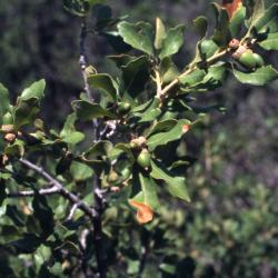 Quercus undulata (wavy-leaved oak), leaves and acorns detail