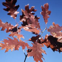 Quercus velutina (black oak), leaves detail
