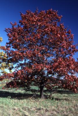 Quercus shumardii (Shumard's oak), habit, fall