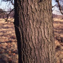 Quercus texana (nuttall's oak), bark detail
