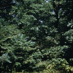 Quercus phellos (willow oak), leaves