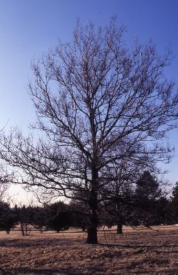 Quercus texana (nuttall's oak), habit, late winter
