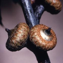 Quercus rubra (northern red oak), acorns