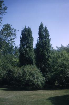 Quercus robur 'Fastigiata' (UPRIGHT ENGLISH oak), tall trees