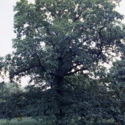 Quercus ×saulii (Saul's oak), habit, early fall