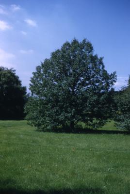 Quercus robur (English oak), habit, summer