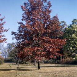 Quercus velutina (black oak), habit, fall color